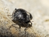 Georissus sp. Georissus sp.