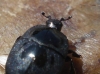 Saprinus detersus (Illiger, 1807)