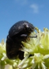 Aethiessa floralis (Fabricius, 1787)