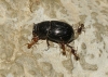 Ammoecius elevatus (Olivier, 1789)