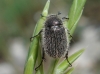 Hymenoplia sp.