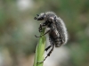 Hymenoplia sp.