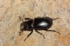 Lucanus (Pseudolucanus) barbarossa Fabricius, 1801