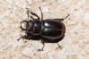 Lucanus (Pseudolucanus) barbarossa Fabricius, 1801