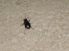 Lucanus (Pseudolucanus) barbarossa Fabricius, 1801