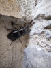Lucanus (Pseudolucanus) barbarossa Fabricius, 1801