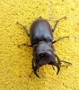 Lucanus (Pseudolucanus) barbarossa Fabricius, 1801