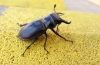 Lucanus (Pseudolucanus) barbarossa Fabricius, 1801