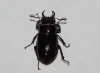 Lucanus (Pseudolucanus) barbarossa Fabricius, 1801