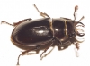 Lucanus (Pseudolucanus) barbarossa Fabricius, 1801