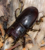 Lucanus (Pseudolucanus) barbarossa Fabricius, 1801