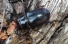 Lucanus (Pseudolucanus) barbarossa Fabricius, 1801