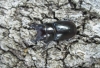 Lucanus (Pseudolucanus) barbarossa Fabricius, 1801