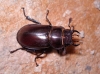 Lucanus (Pseudolucanus) barbarossa Fabricius, 1801