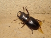 Lucanus (Pseudolucanus) barbarossa Fabricius, 1801
