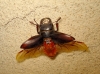 Lucanus (Pseudolucanus) barbarossa Fabricius, 1801