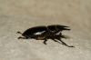 Lucanus (Pseudolucanus) barbarossa Fabricius, 1801