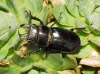 Lucanus (Pseudolucanus) barbarossa Fabricius, 1801