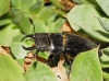 Lucanus (Pseudolucanus) barbarossa Fabricius, 1801