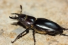 Lucanus (Pseudolucanus) barbarossa Fabricius, 1801