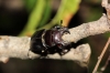 Lucanus (Pseudolucanus) barbarossa Fabricius, 1801