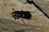 Lucanus (Pseudolucanus) barbarossa Fabricius, 1801