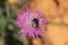 Oxythyrea funesta (Poda, 1761)