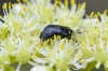 Oxythyrea funesta (Poda, 1761)