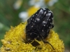 Oxythyrea funesta (Poda, 1761)