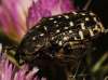 Oxythyrea funesta (Poda, 1761)