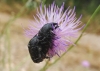 Oxythyrea funesta (Poda, 1761)