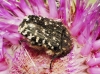 Oxythyrea funesta (Poda, 1761)