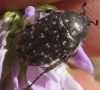 Oxythyrea funesta (Poda, 1761)