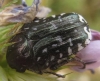 Oxythyrea funesta (Poda, 1761)