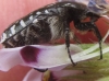 Oxythyrea funesta (Poda, 1761)