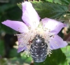Oxythyrea funesta (Poda, 1761)