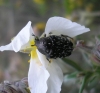 Oxythyrea funesta (Poda, 1761)