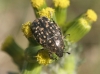 Oxythyrea funesta (Poda, 1761)