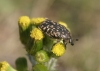 Oxythyrea funesta (Poda, 1761)