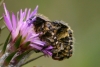 Oxythyrea funesta Oxythyrea funesta