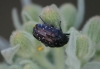 Oxythyrea funesta Oxythyrea funesta