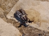 Polyphylla (Polyphylla) fullo (Linnaeus, 1758)