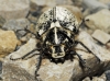 Polyphylla (Polyphylla) fullo (Linnaeus, 1758)