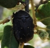 Protaetia (Netocia) morio (Fabricius, 1781)