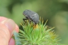 Protaetia (Netocia) morio (Fabricius, 1781)