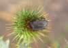 Protaetia (Netocia) morio (Fabricius, 1781)