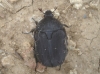 Protaetia (Netocia) morio (Fabricius, 1781)