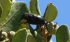 Protaetia (Netocia) morio (Fabricius, 1781)