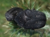 Protaetia (Netocia) morio (Fabricius, 1781)