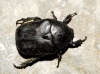 Protaetia (Netocia) morio (Fabricius, 1781)